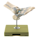 Ankle Ligaments With Open Talonavicular Joint Model